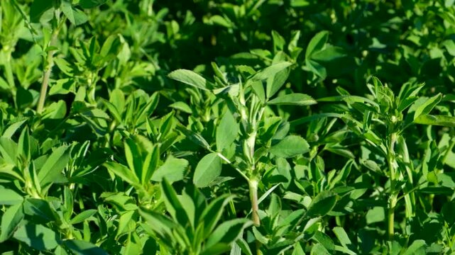 Close-up of Fresh Lucerne Leaves in a Farming Cultivation Slow Motion.