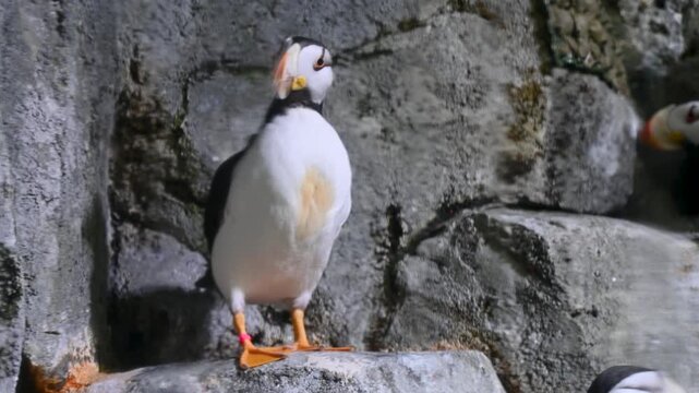 A white and tan seabird stands calmly on a rocky perch, looking around its enclosure at the aquarium.