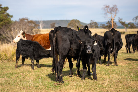 Black Angus cow nursing her calf milk in a dry Australian paddock with the herd at pasture