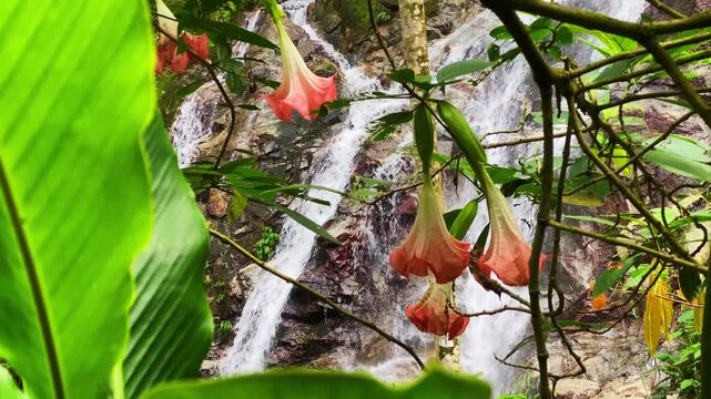 Cinematic view of Marinka Waterfalls in Minca. Vibrant tropical flowers in the foreground with cascading water and lush jungle in the background. Peaceful Sierra Nevada nature scene in Colombia.