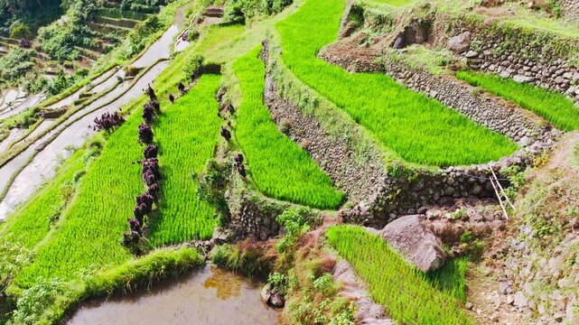 Batad rice terraces with contrast of green-brown fields in November Philippines