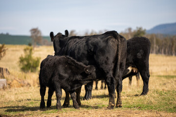 cow nursing her calf milk in a dry Australian paddock with the herd at pasture © will