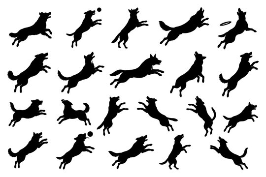 Silhouettes of dogs playing and jumping for frisbee and ball.