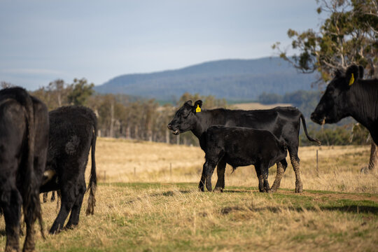 Black Angus cow nursing her calf milk in a dry Australian paddock with the herd at pasture