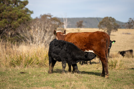 Black Angus cow nursing her calf milk in a dry Australian paddock with the herd at pasture