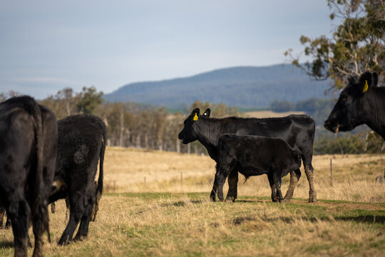 Black Angus cow nursing her calf milk in a dry Australian paddock with the herd at pasture