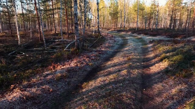 spring morning in the forest