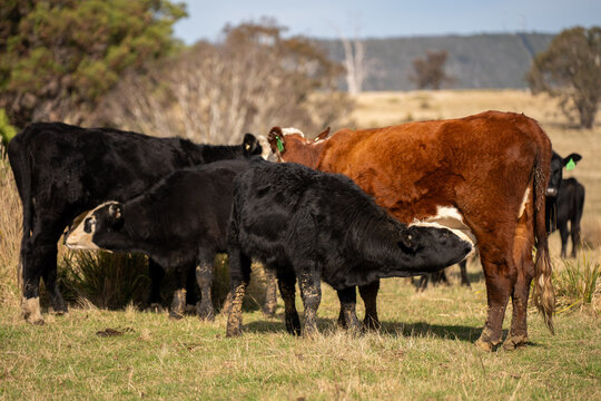 Black Angus cow nursing her calf milk in a dry Australian paddock with the herd at pasture