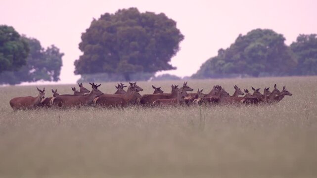 Herd of wild deer grazing and walking in natural park meadow, wildlife animals in forest landscape in protected nature reserve