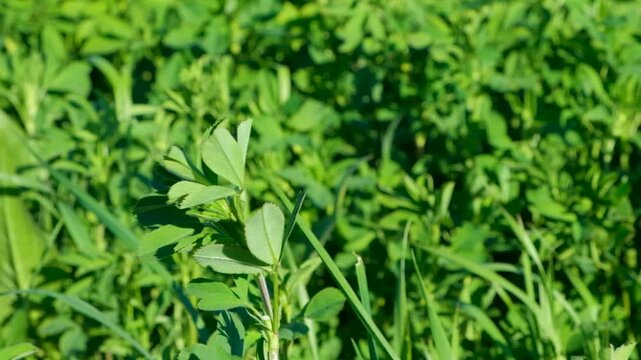 Close-up of Fresh Lucerne Leaves in a Farming Cultivation Slow Motion.