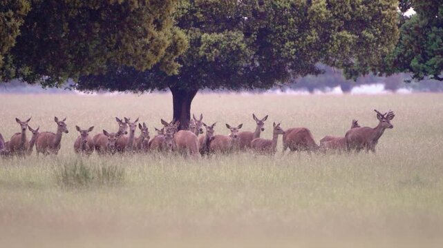 Herd of wild deer grazing and walking in natural park meadow, wildlife animals in forest landscape in protected nature reserve