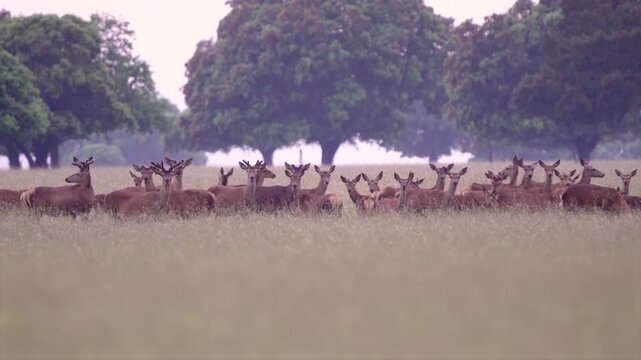 Herd of wild deer grazing and walking in natural park meadow, wildlife animals in forest landscape in protected nature reserve