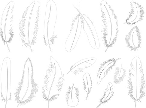 Set of sketch feathers in different angles, vector