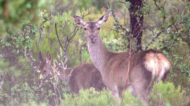 Two wild female deer looking at camera in slow motion at sunrise, natural forest wildlife scene with cautious alert behavior