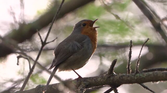 European robin singing on a branch in natural habitat, close up wildlife bird in forest with soft natural light