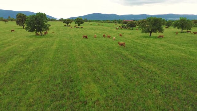 Aerial view of free-range cattle grazing in green pasture at sunset in Castilla La Mancha, Spain, peaceful rural farming landscape