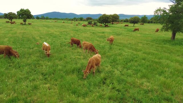 Aerial view of free-range cattle grazing in green pasture at sunset in Castilla La Mancha, Spain, peaceful rural farming landscape