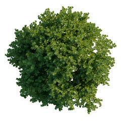 Obraz premium Buxus sempervirens tree plan, top view, cutout, transparent background, isolate, Detailed Green Plant Leaves Close Up, Botanical Illustration, Floral Design Element