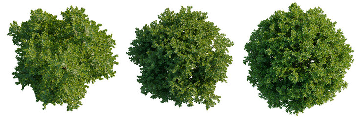 Fototapeta premium Buxus sempervirens tree plan, top view, cutout, transparent background, isolate, Detailed aerial view of lush green forest canopy, a vibrant landscape for nature and travel themes.
