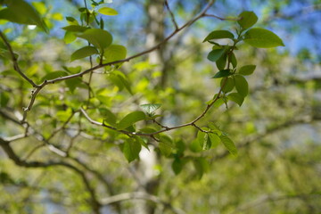 Fototapeta premium Nahaufnahme von frischen grünen Blättern und Zweigen einer Kaukasischen Erle (Alnus subcordata) im Frühling