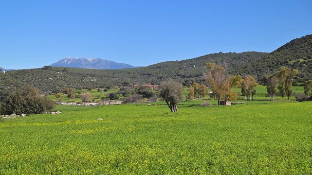 Lush green meadow with wildflowers in Patara, Turkey