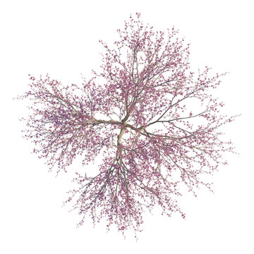 Cercis canadensis tree plan, top view, cutout, transparent background, isolate, Cherry Tree Branch with Blossoms, Delicate Spring Floral Element, Natural Beauty