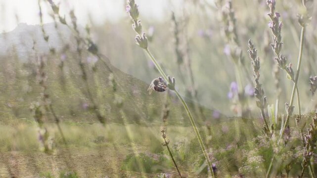 Small bee clinging to lavender, after feeding beating wings and flying down-left to pollinate field
