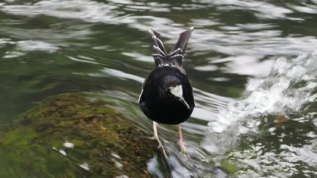 White Crowned Forktail Eating and Flying in Fast River Stream