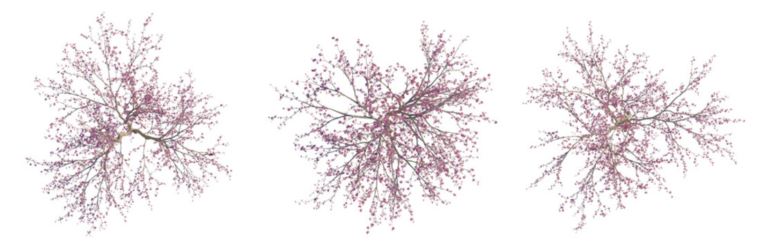 Cercis canadensis tree plan, top view, cutout, transparent background, isolate, Delicate Cherry Blossom Branch with Petals, Detailed Floral Springtime Nature PNG Image