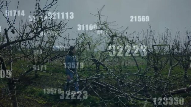 Woman walking orchard dodging branches, motion spawning expanding numeric strings mapping farm data