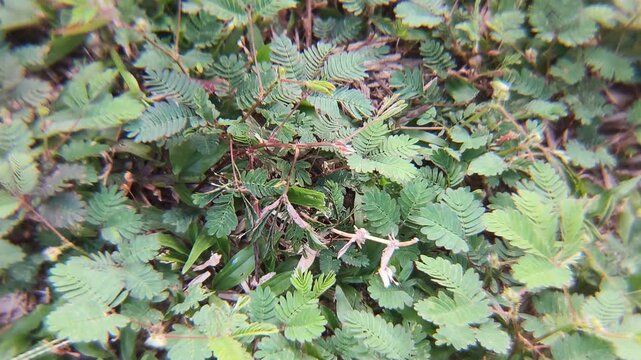 Mimosa pudica is a climbing annual or perennial flowering plant in the legume family Fabaceae. It is also called sensitive plant, sleepy grass, action plant, humble plant, touch-me-not, or shy plant.