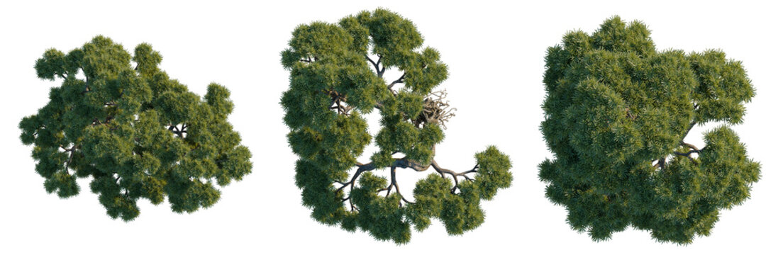 Podocarpus macrophyllus tree plan, top view, cutout, transparent background, isolate, Detailed Close-Up of Lush Green Pine Branch with Needles, Nature Photography
