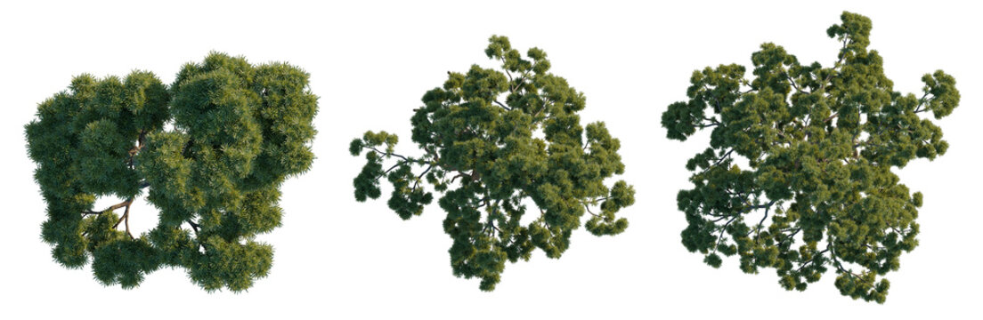 Podocarpus macrophyllus tree plan, top view, cutout, transparent background, isolate, Detailed Lush Green Pine Tree Branch with Needles, Natural Forest Element for Design
