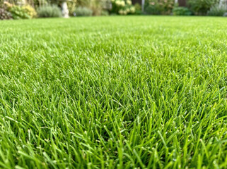 Obraz premium Lush Green Turf in a Well-Maintained Garden Setting for Landscaping Blogs, Home Improvement Websites, Gardening Articles, and Outdoor Lifestyle Content