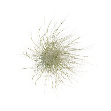 Stipa tenuissima tree plan, top view, cutout, transparent background, isolate, Delicate plant fibers, intricate texture, organic pattern, natural elements, detailed macro photography