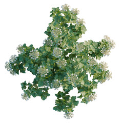 Obraz premium Viburnum opulus tree plan, top view, cutout, transparent background, isolate, Delicate Queen Anne's Lace Flowers in a Field, Natural Beauty, Floral Detail, Springtime