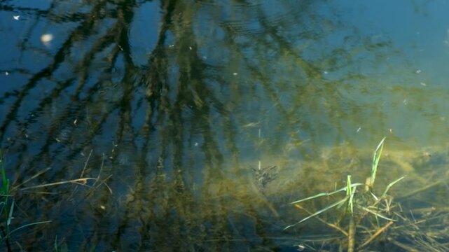 Natural Swarm of Small Midges Flying Over River in Bright Sunlight