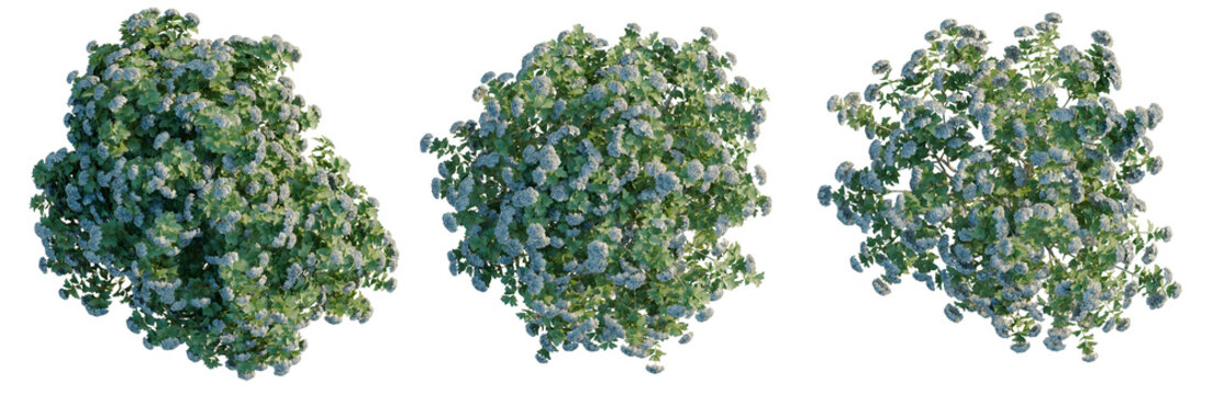 Viburnum opulus tree plan, top view, cutout, transparent background, isolate, Aerial view of blooming lavender field in summer, purple flowers, drone photography