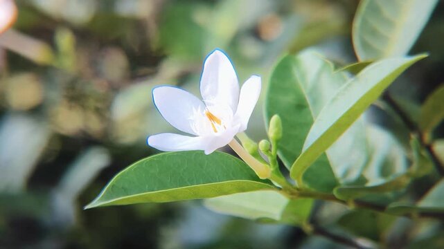 Beautiful white Wrightia flowers sway gently in the breeze. Also known as White Angel flower. Wrightia antidysentery.