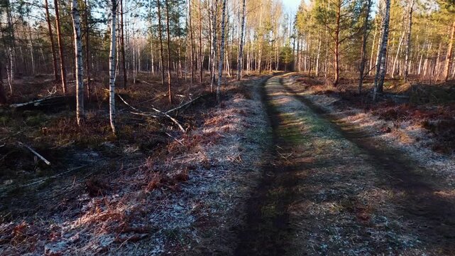 forest trail
