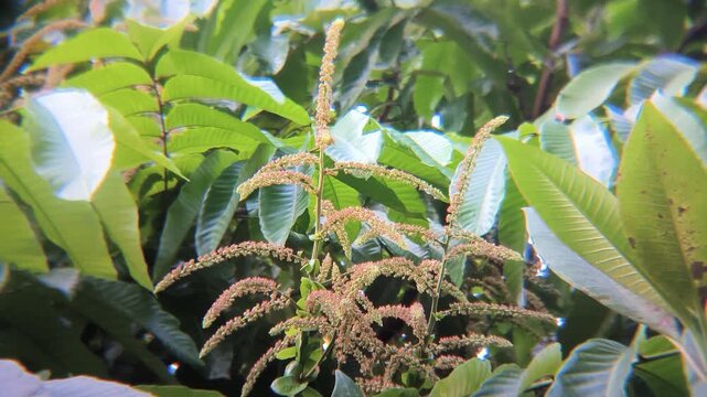 Matoa flower, a typical Papuan fruit plant that grows widely. Pometia pinnata