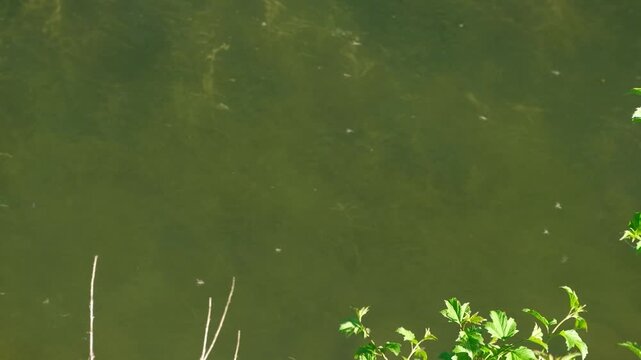 Natural Swarm of Small Midges Flying Over River in Bright Sunlight