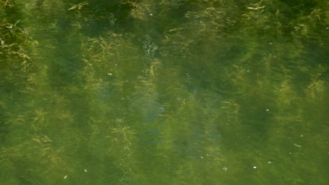Macro View of Tiny Flying Gnats Hovering Above Calm Lake Water.