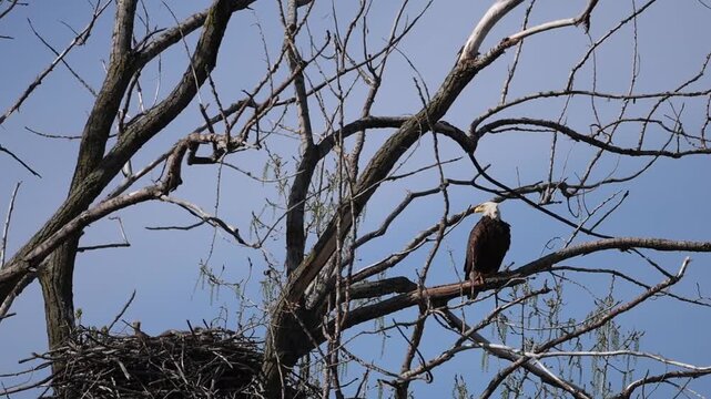 Bald Eagle with Eaglets