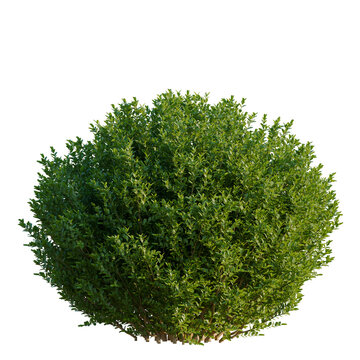 Buxus sempervirens tree, elevation, front view, cutout, transparent background, isolate, Detailed close-up of a vibrant green shrub plant, showcasing intricate leaf patterns and textures.