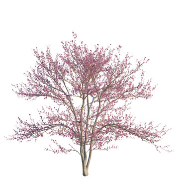 Cercis canadensis tree, elevation, front view, cutout, transparent background, isolate, Blooming Cherry Blossom Tree Branch with Delicate Pink Flowers, Springtime Floral Beauty