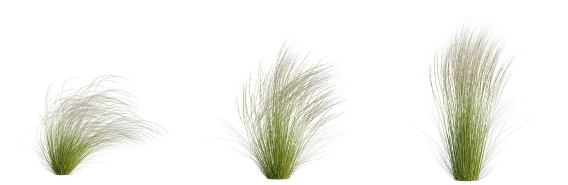 Stipa tenuissima tree, elevation, front view, cutout, transparent background, isolate, Delicate ornamental grass, fine texture, green plant, nature, background, springtime, floral design
