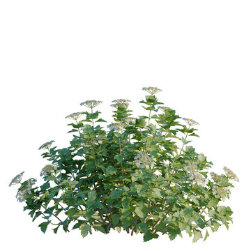 Viburnum opulus tree, elevation, front view, cutout, transparent background, isolate, Detailed close-up of a lush cluster of flowering milkweed plant with delicate blooms