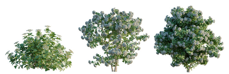 Viburnum opulus tree, elevation, front view, cutout, transparent background, isolate, Delicate Blossom Branch with Dew Drops, Nature Macro Photography, Floral Detail, Springtime