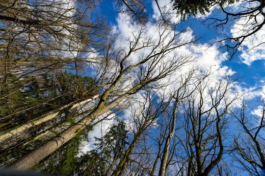 Wald im Fr&uuml;hling